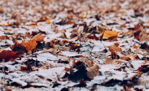 Dry fallen autumn leaves covered with snow in the park on the ground. Selective Focus