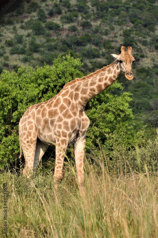 Giraffe looks out from the trees in the bush Giraffe looks out from the trees in the bush