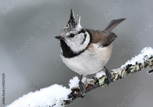 European crested tit (Lophophanes cristatus) in winter searching for food.