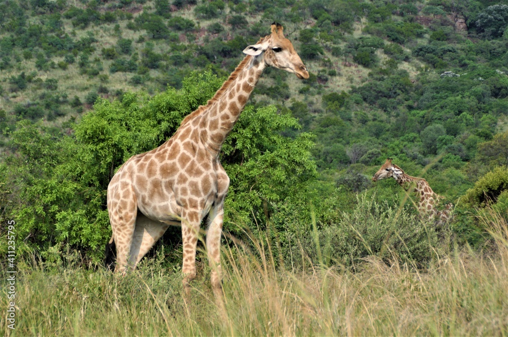 Giraffe looks out from the trees in the bush Giraffe looks out from the trees in the bush