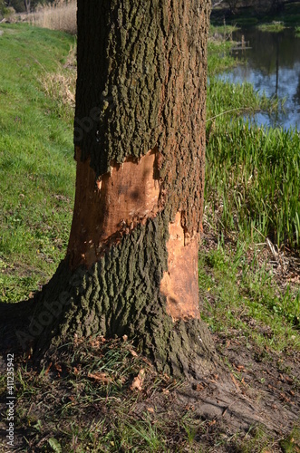 Pień drzewa zaatakowany przez szkodniki