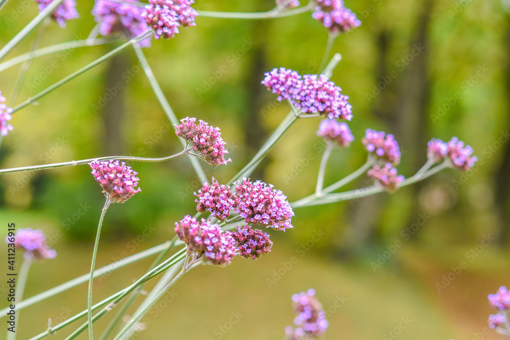 Fototapeta premium Beautiful purple flower of Verbena Bonariensis, purpletop vervien, clustertop vervain, Verbena Bonariensis in England, UK