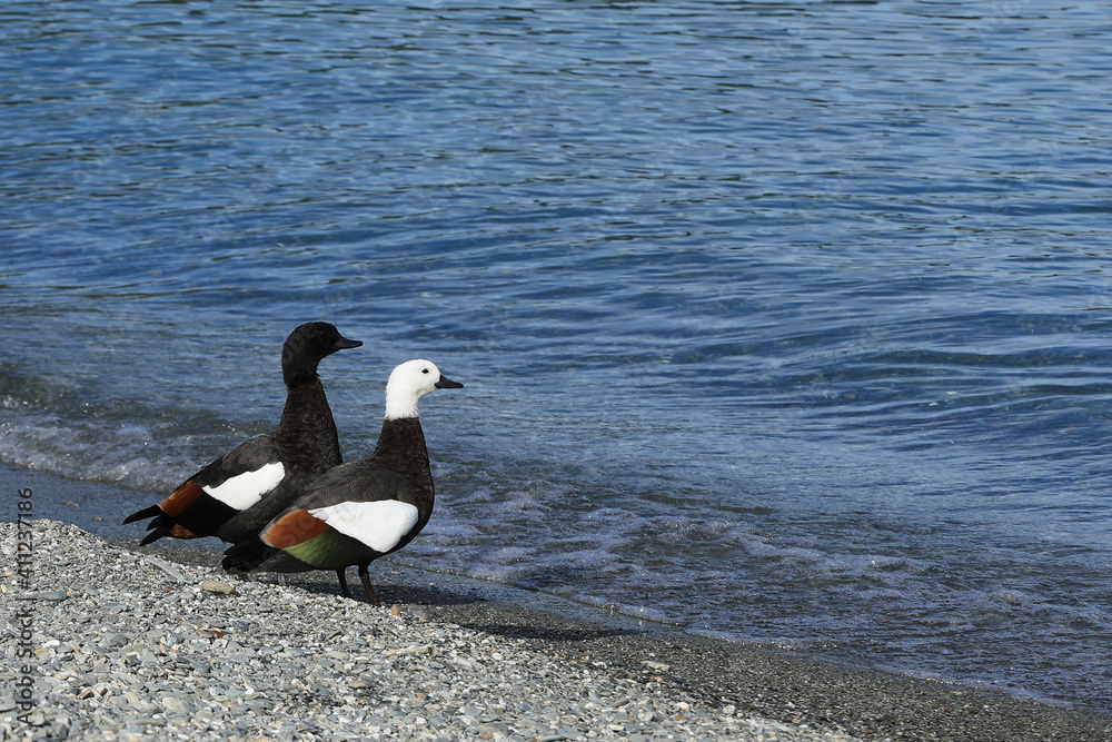 Fototapeta premium Pair of Paradise Shelduck, Tadorna variegata, by the water