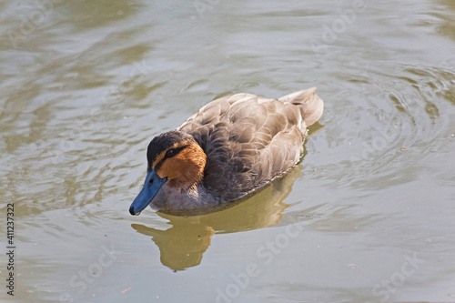 Philippine Duck, Anas luzonica, resting on the water