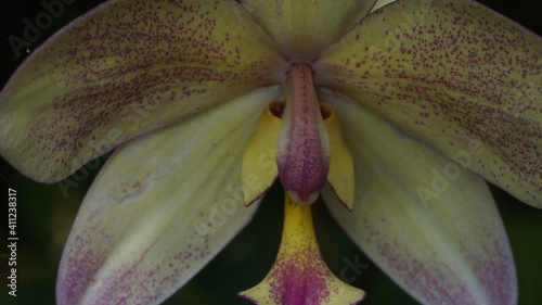 orchid closeup