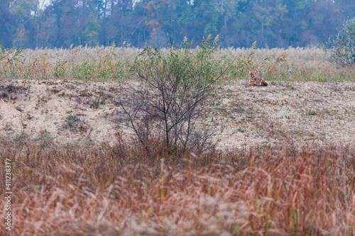 Golden jackal - CHACAL DORADO (Canis aureus), Danube Delta - DELTA DEL DANUBIO, Ramsar Wetland, Unesco World Heritgage Site, Tulcea County, Romania, Europe