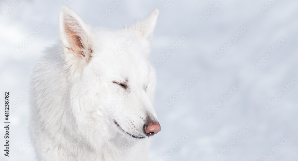 White Swiss Shepherd Dog in snow