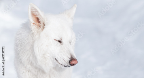 White Swiss Shepherd Dog in snow