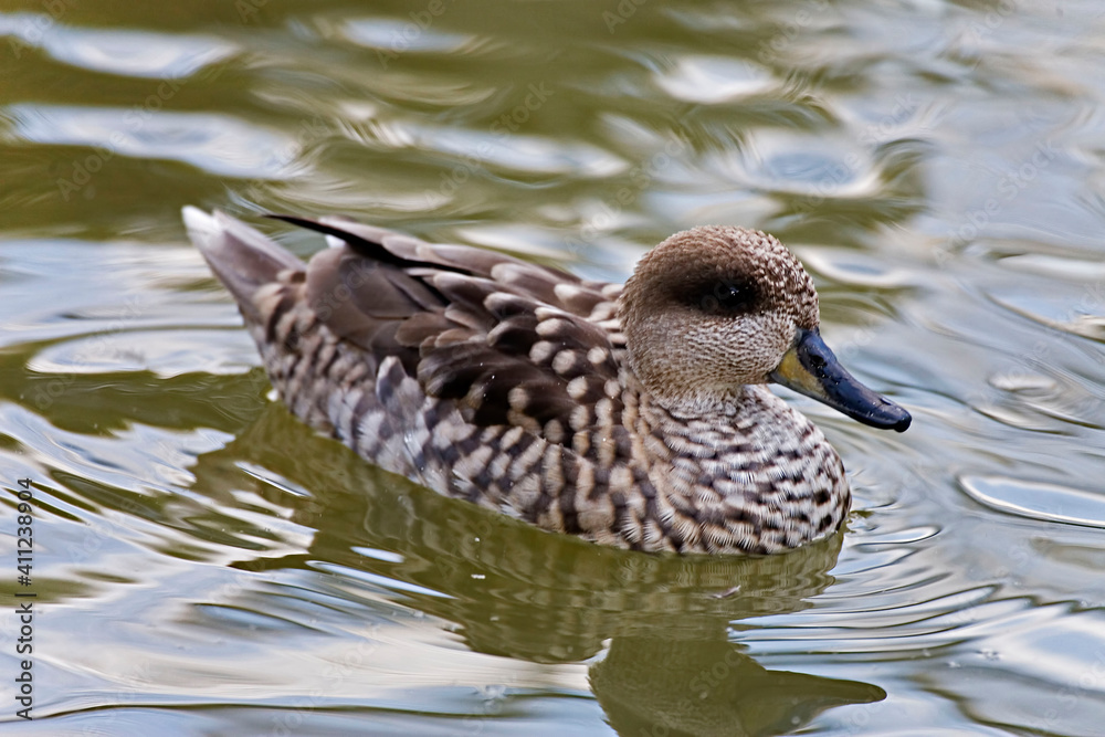 Marbled Teal, Marmaronetta angustirostris, close view on the water