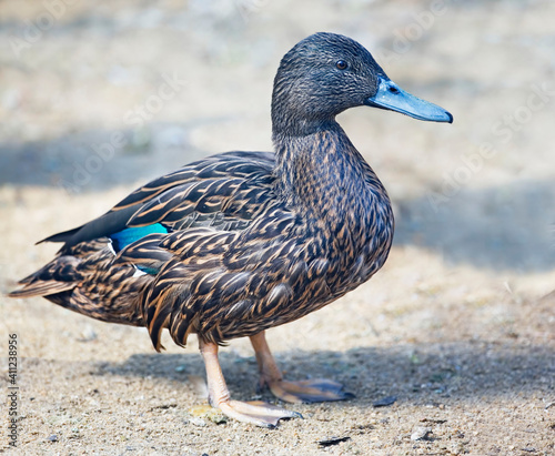 Meller's Duck, Anas melleri, close up view photo