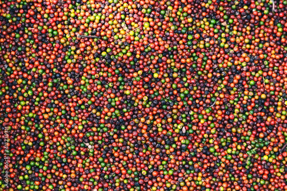 ripe pepper from top view - a view of ripped pepper with red and green colors in coorg, Karnataka. ripe pepper from top view - a view of ripped pepper with red and green colors in coorg, Karnataka.