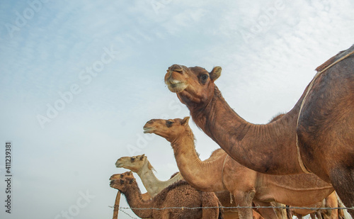 Camels in the Mecca Dessert © Sesandy