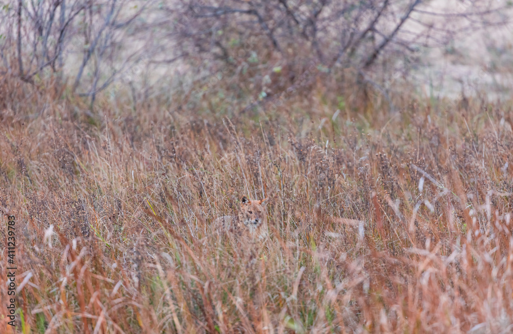 Fototapeta premium Golden jackal - CHACAL DORADO (Canis aureus), Danube Delta - DELTA DEL DANUBIO, Ramsar Wetland, Unesco World Heritgage Site, Tulcea County, Romania, Europe