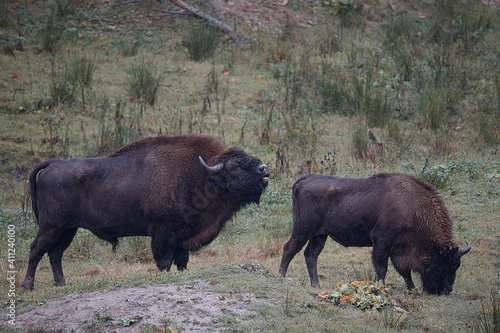 Young and old bison in the forest
