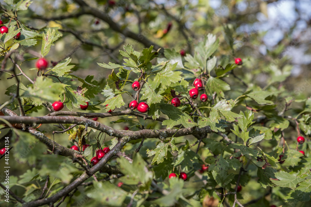 Obraz premium Brightly red hawthorn berries grow on branches with clusters. Sunny autumn day. Ecologically pure raw materials for the manufacture of medicines. Natural qualitative product.