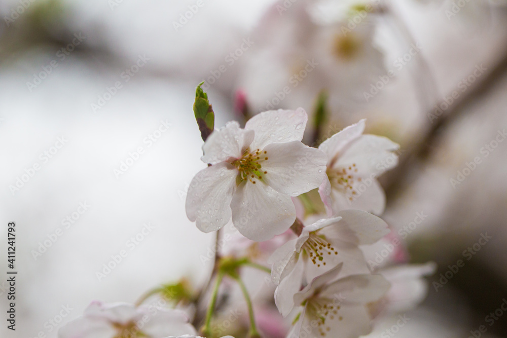 Sakura pink blossom flower on tree branch