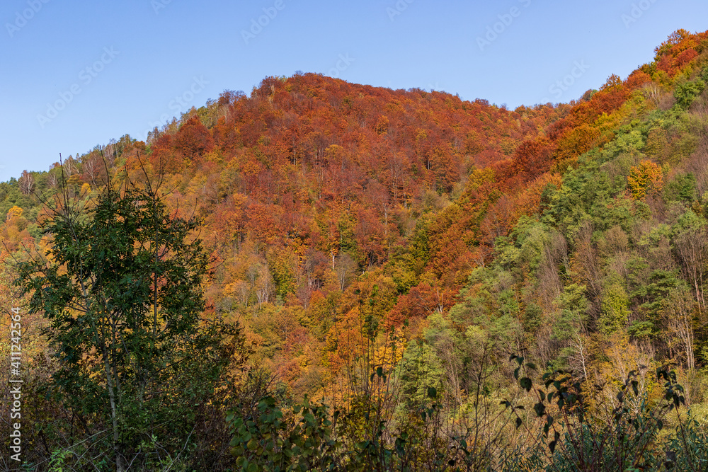 Autumn mountain landscape - yellowed and reddened autumn trees combined with green needles and blue skies. Colorful autumn landscape scene in the Ukrainian Carpathians.