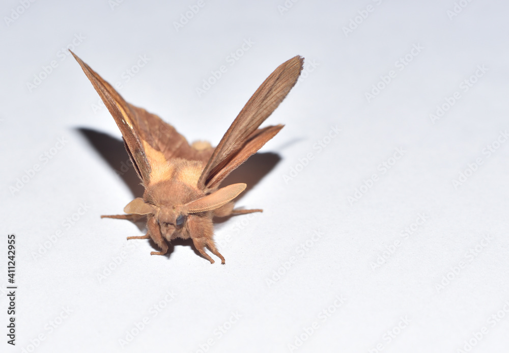 Fototapeta premium Black arches with antennae like radar antennas