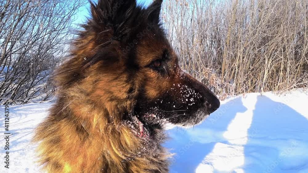 German shepherd dog sits in the snow and turns his head. Close-up of a dog's head.