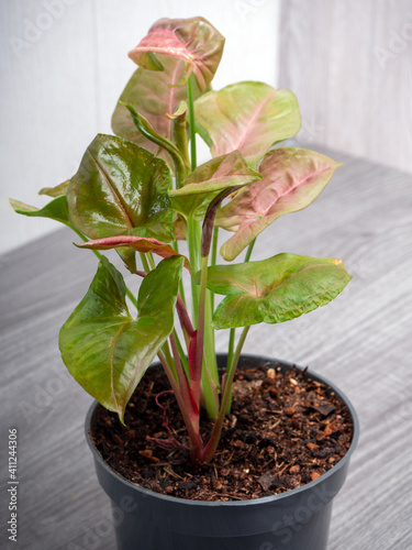 Tropical Syngonium Podophyllum Neon Robusta photo