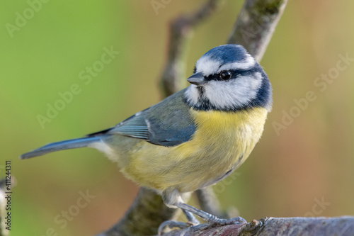 Fotografia Close Up Of A Blue Tit  Perching On Branch.