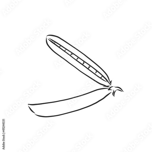 Hand drawn sketch peas sketch set. Vector organic food illustration isolated on white background. pea vector sketch illustration