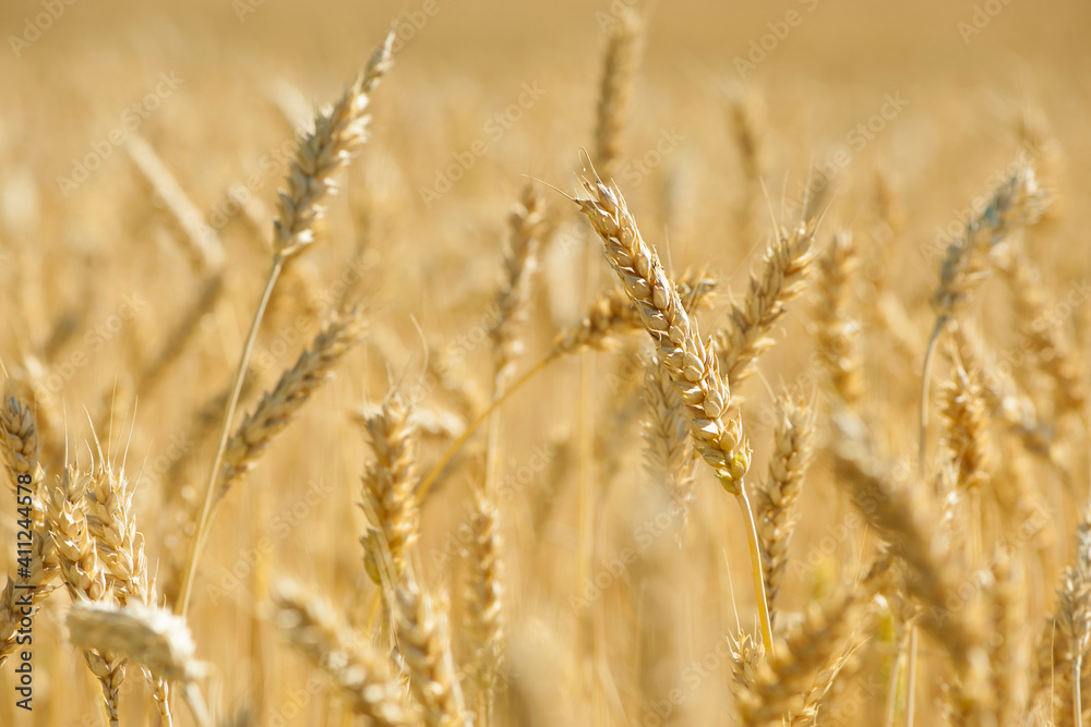 golden spikelets of wheat in the field close up. Ripe large golden ears of wheat against the yellow background of the field. Close-up, nature. The idea of a rich summer harvest, farming golden spikelets of wheat in the field close up. Ripe large golden ears of wheat against the yellow background of the field. Close-up, nature. The idea of a rich summer harvest, farming