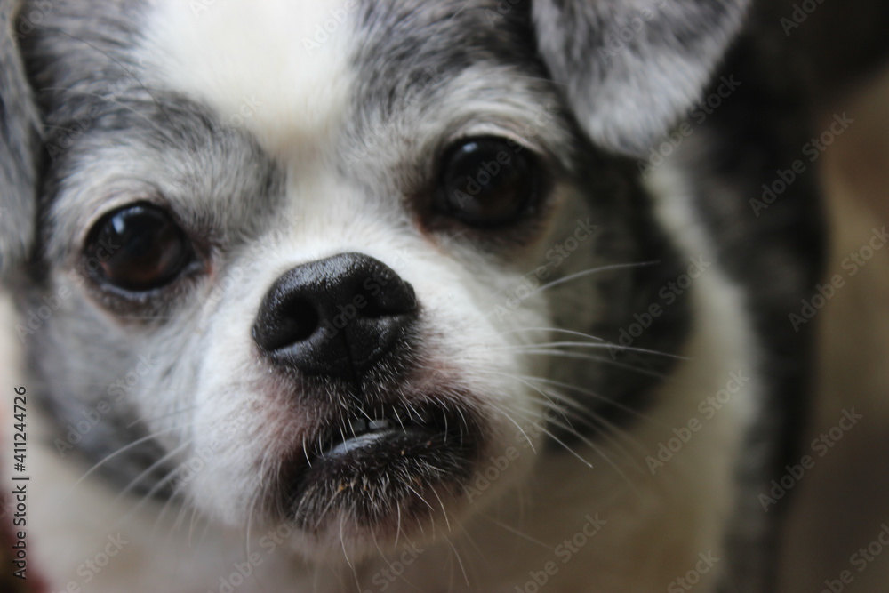 close up of a puppy close up of a puppy