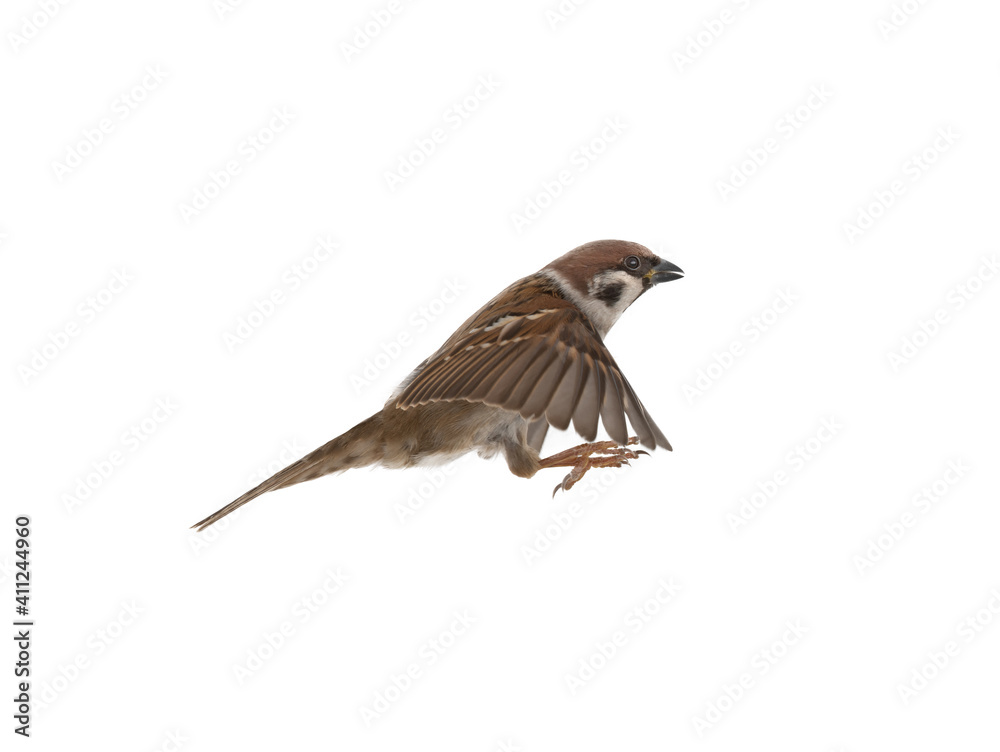 flying sparrow isolated on white background flying sparrow isolated on white background