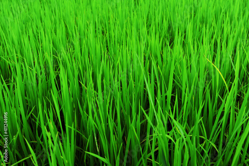 Green rice in the cornfield