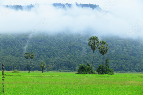 Rice fields in the morning, mist, mountain and Palm trees