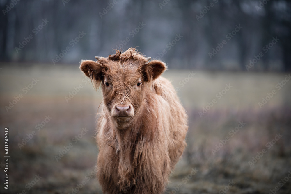 Highland calf