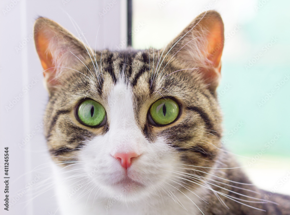 Portrait close-up of domestic pet cat with green eyes