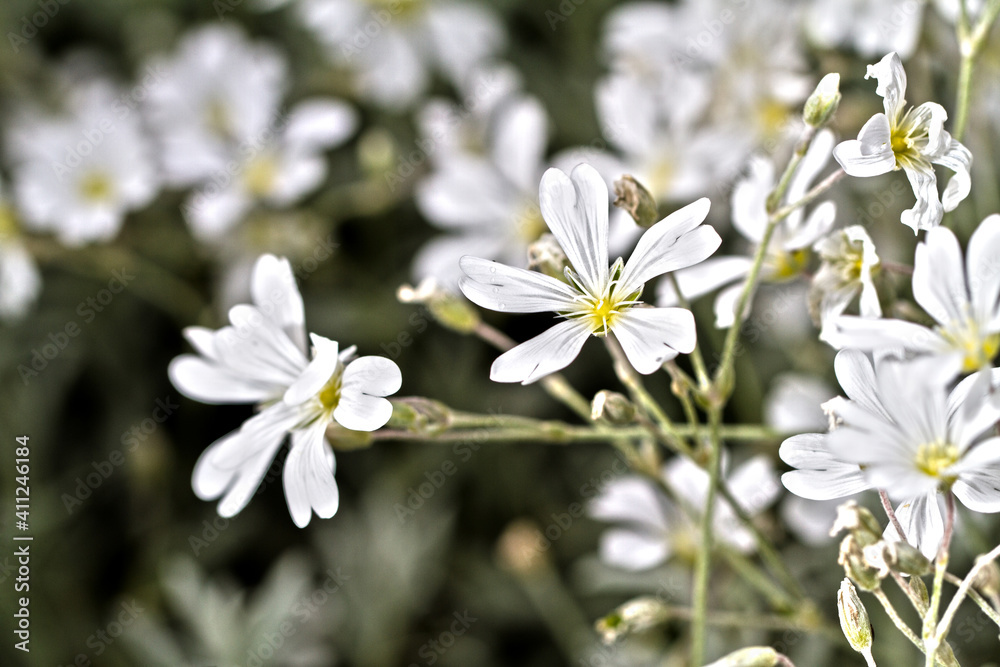 weiße Blumen weiße Blumen