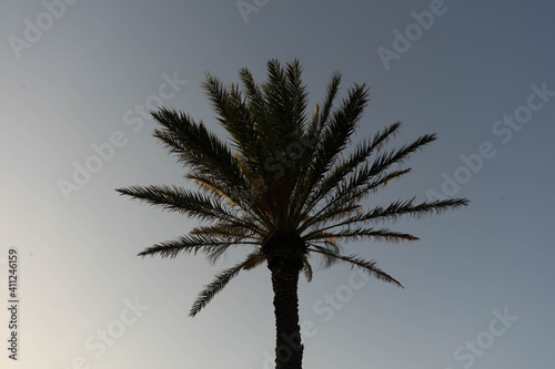 palm tree with blue sky in sunset