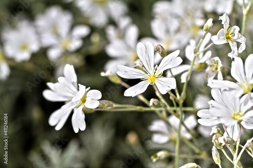 Fototapeta Naklejka Na Ścianę i Meble -  weiße Blumen