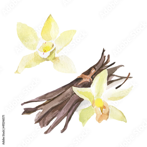 Vanilla pods and orchid flower watercolor illustration, spice vector template. Aroma Bean for the sweet and herb cooking. Exotic blossom for the organic perfume.