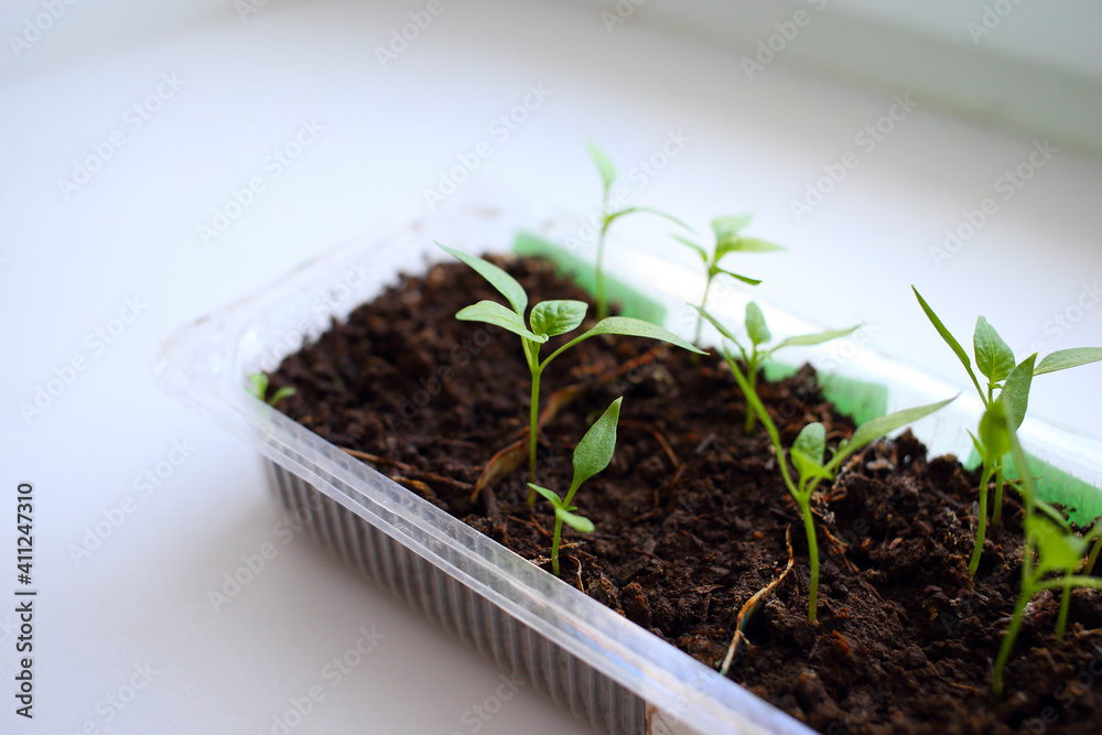 Growing pepper seedlings on windowsill by window in plastic transparent container at home in bright daylight of sun. Young beautiful plants with small green tender leaves and stems grow on black soil Growing pepper seedlings on windowsill by window in plastic transparent container at home in bright daylight of sun. Young beautiful plants with small green tender leaves and stems grow on black soil