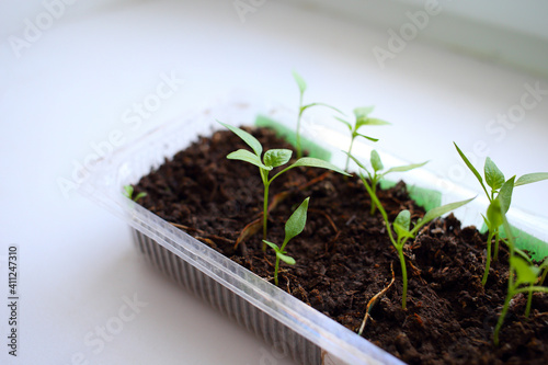Growing pepper seedlings on windowsill by window in plastic transparent container at home in bright daylight of sun. Young beautiful plants with small green tender leaves and stems grow on black soil