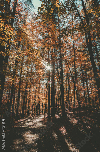 Middle of fall color forest , sunny, autumn day - wide shot,