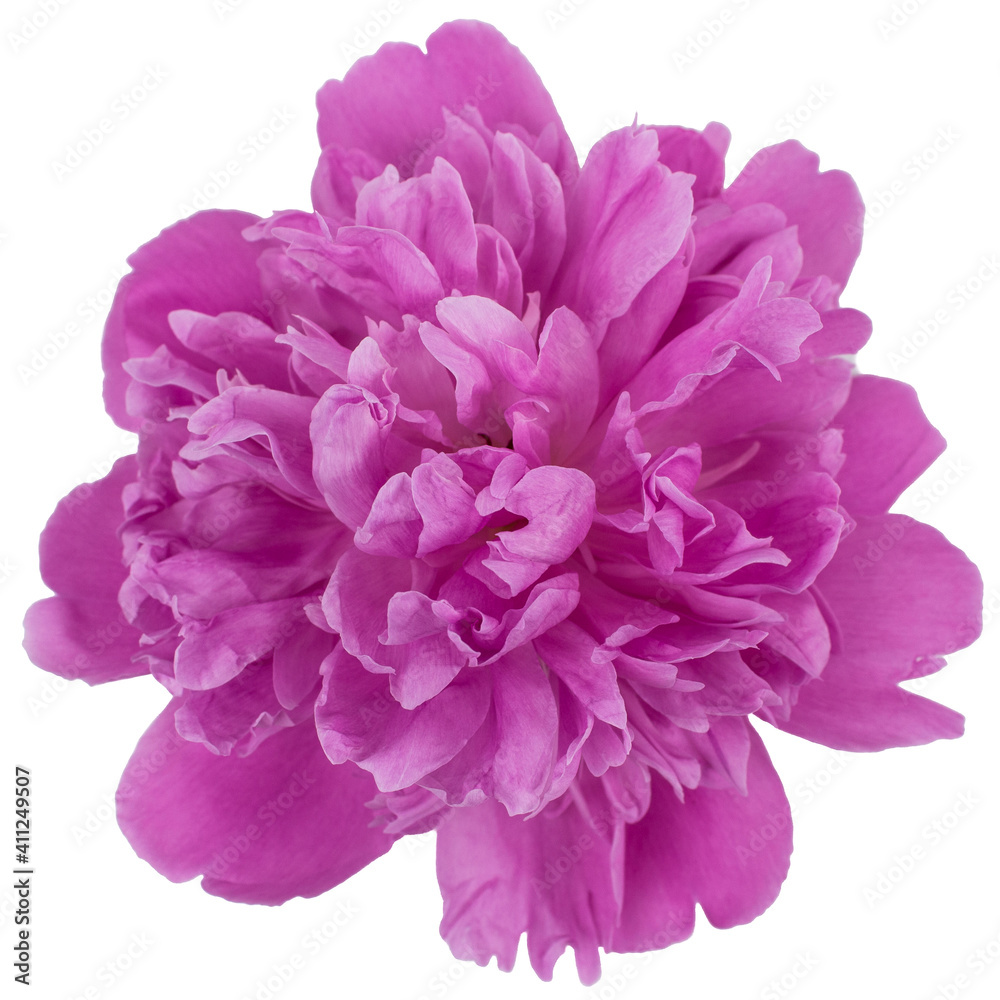 Fototapeta premium Pink blooming peony without a background. Isolate on a white background