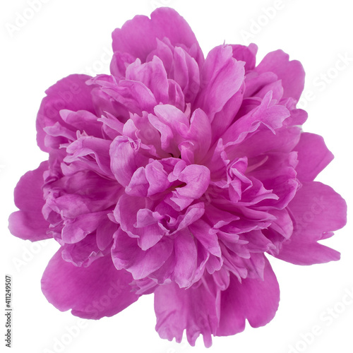 Pink blooming peony without a background. Isolate on a white background