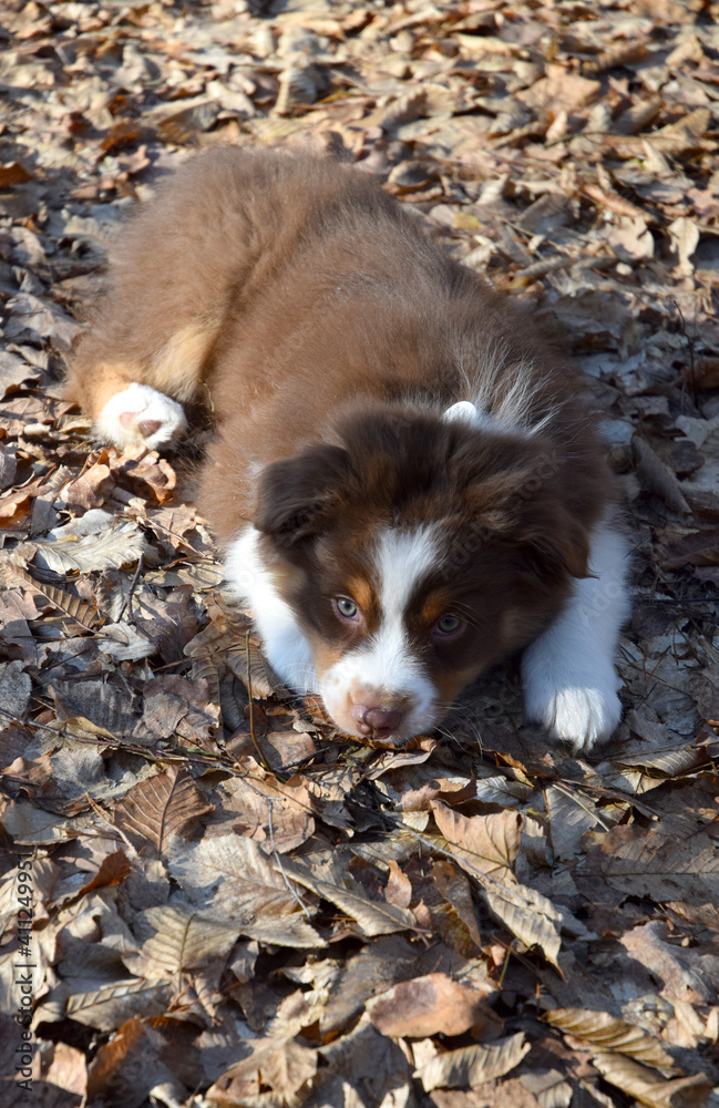 Australian shepherd tricolor puppy Australian shepherd tricolor puppy