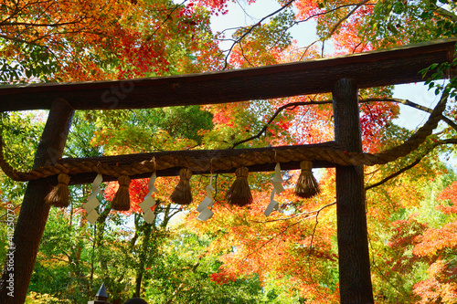 京都　野宮神社の黒木の鳥居と美しい紅葉と赤いモミジ（京都府京都市）　Kuroki torii gate and beautiful autumn leaves ando red maple leaves at Nonomiya Shrine in Kyoto (Kyoto City, Kyoto Prefecture) photo