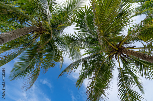 Coconut palm trees on blue sky and white clouds background as seen from below Summer and travel background concept © panya99