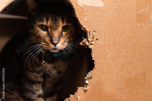 Domestic Bengal cat sitting in a cardboard box and peeking out of it.