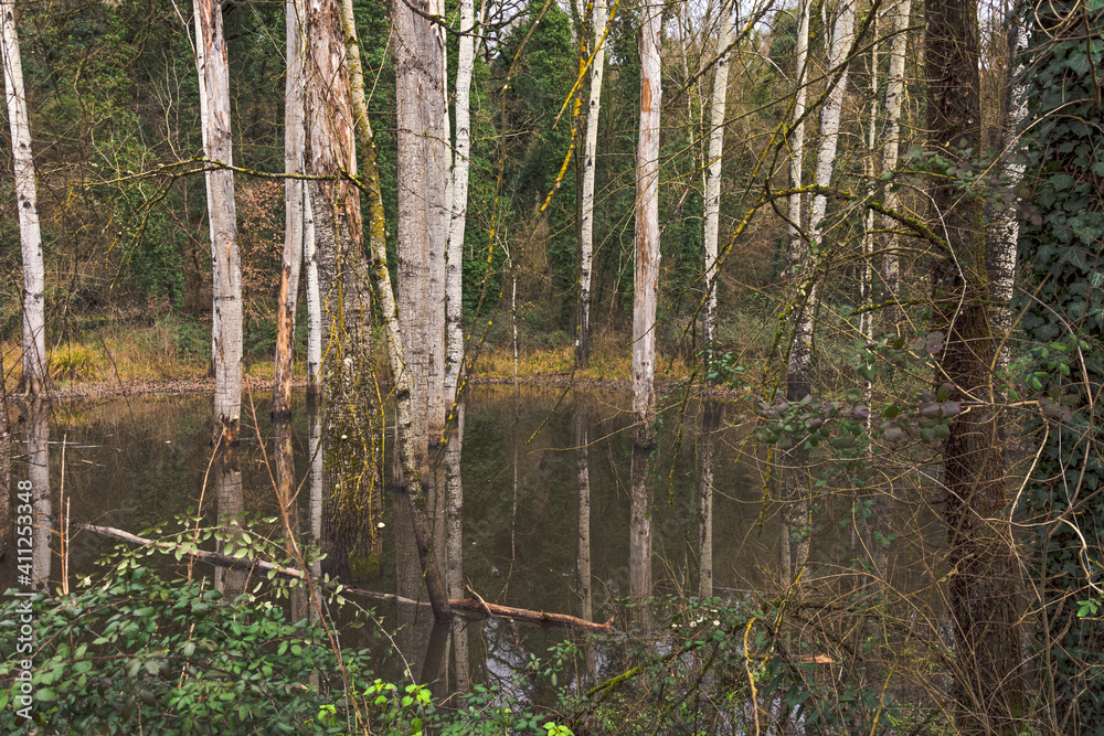 Fototapeta premium Una specie di padule ....