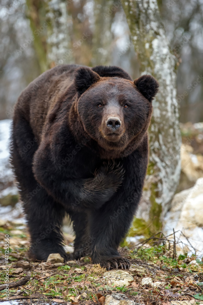 Funny wild adult Brown Bear (Ursus Arctos) raised his paw in the winter forest Funny wild adult Brown Bear (Ursus Arctos) raised his paw in the winter forest