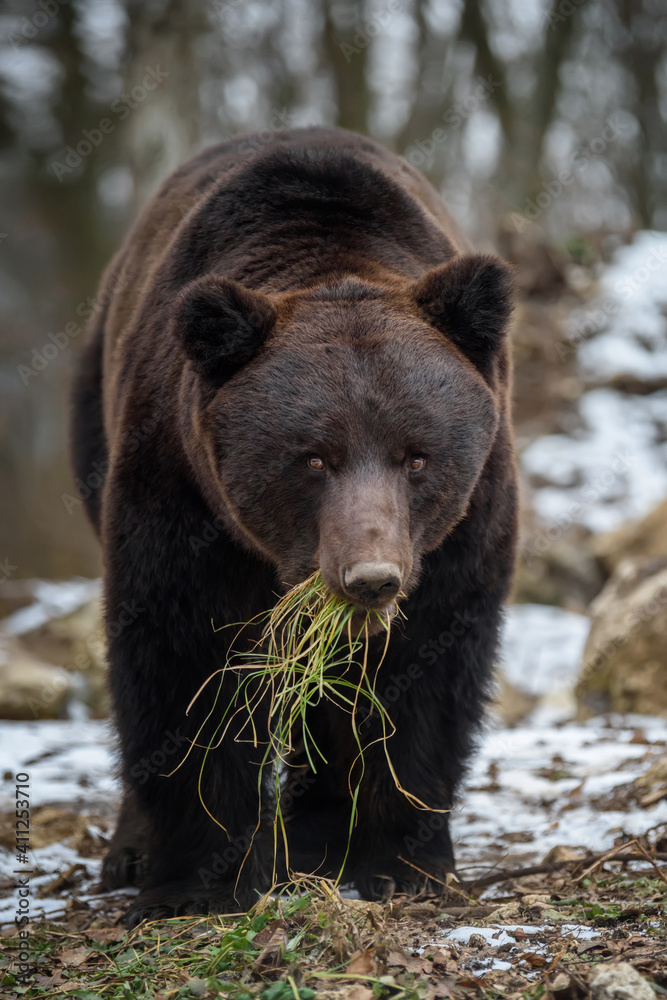 Wild adult Brown Bear (Ursus Arctos) eat grass in the winter forest Wild adult Brown Bear (Ursus Arctos) eat grass in the winter forest