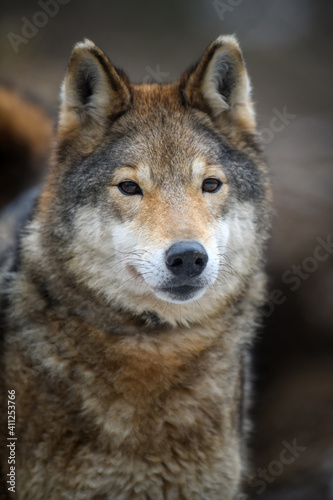 Close up portrait wolf in winter forest background